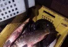 Экологи та поліція вилучили 100 кілограм нелегальної риби на кам’янському ринку: фото