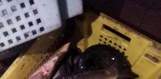 Экологи та поліція вилучили 100 кілограм нелегальної риби на кам’янському ринку: фото