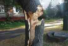 В Кам’янському дерево впало на вікно дому: фото