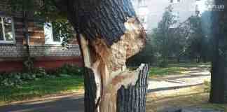 В Кам’янському дерево впало на вікно дому: фото