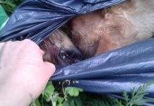 В Кам’янському жорстоко вбили цуценя: фото