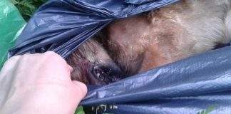 В Кам’янському жорстоко вбили цуценя: фото