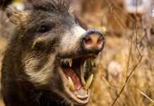 На Дніпропетровщині рятувальники визволяли кабанчика: відео