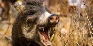 На Дніпропетровщині рятувальники визволяли кабанчика: відео