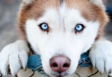 Кам’янчан просять відповідально ставитись до своїх домашніх улюбленців