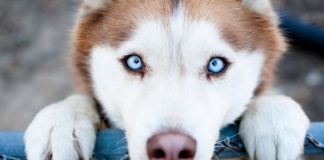 Кам’янчан просять відповідально ставитись до своїх домашніх улюбленців