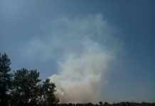 На Дніпропетровщині горів ліс: фото