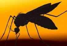 В Пакистане вспышка лихорадки Денге: около 20 тысяч заболели