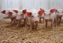 В Украине начали расти цены на свиней