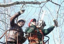 В Кам’янському проведуть масштабне озеленення