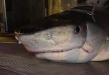В Индийском океане выловили акулу, в чреве которой была рука туриста