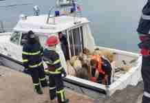 В Румынии перевернулось судно, на борту которого было 14 тысяч овец