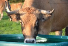 Открытие рынка земли в Украине: молочная отрасль может пострадать