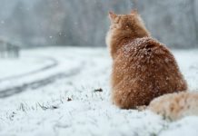 Сюрпризы погоды: резкое потепление и последующие морозы до конца года