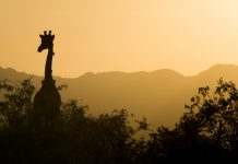 Американский миллионер строит в Африке “город будущего”