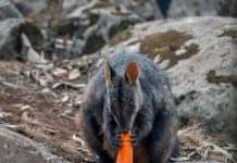 В Австралии с вертолётов для животных скинули тонны овощей