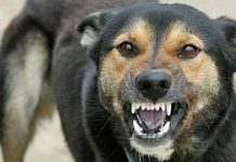 В Николаевской области мужчина умер от бешенства