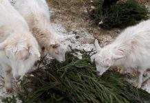 Фермеры призывают людей не выбрасывать ёлки, а отдавать их животным