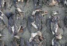 В Тихом океане из-за «тёплого пятна» погибли миллионы птиц, – учёные