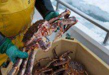 Воды Тихого океана стали столь кислыми, что растворяют раковины крабов