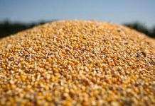 Украинская кукуруза вытесняет с рынков Азии американскую