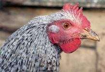 Покупать курятину в местах стихийной торговли опасно: птичий грипп