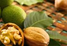 В Украине увеличатся площади под орехоплодными культурами