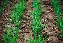 Тёплая зима в Украине, возможно, плохо повлияет на ряд культур