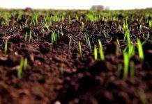 Летняя засуха и тёплая зима повлияют на урожаи озимых, – НААН