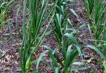 Тёплая зима в Украине несёт угрозу плодовым деревьям и озимым