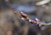 Зимы в Украине не будет: синоптики снова изменили прогноз на февраль