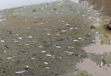 В Австралии сотни тысяч рыб погибли из-за пепла в воде