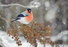 Украину ожидают снежные бури и ливни: надвигается циклон