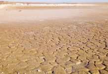 На юге Украины пересохли озёра, в которых птицы растили птенцов