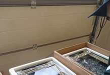 Контрабанда краснокнижного угря: в Польше задержали гражданина Украины