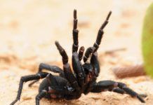 После затяжных дождей в Австралии проснулись пауки-убийцы