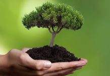 Миллион деревьев высадят в Украине 20 марта