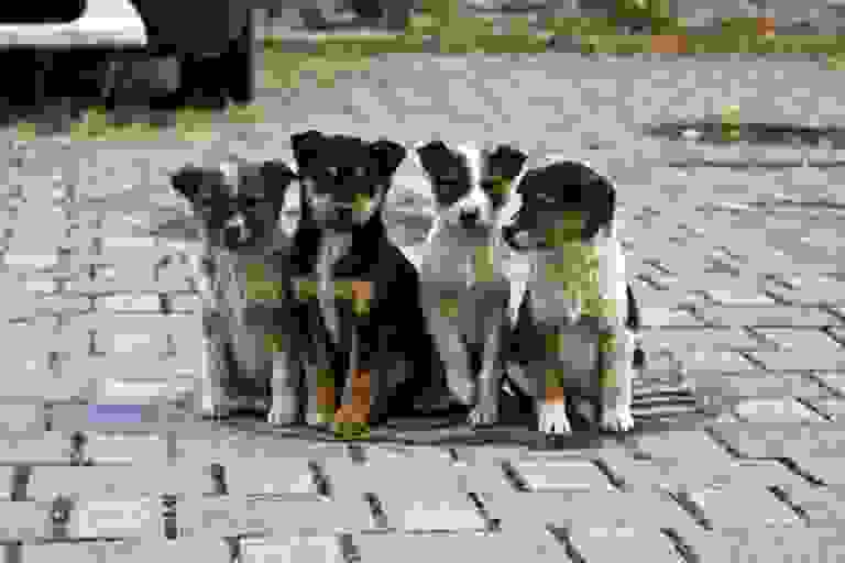 Турбота за безпритульними тваринами