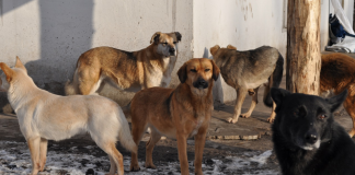Кожній собаці – будку!
