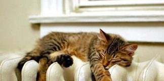 Майбутнє опалення у Кам’янському – квартальні котельні