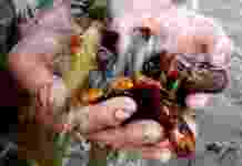 Добыча янтаря станет легальной, – Минэкоэнерго