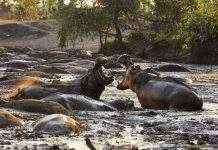 Бегемоты наркобарона Эскобара угрожают экосистеме Колумбии