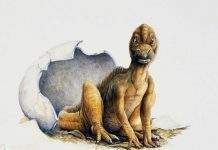 Учёные убедились, что динозавры были теплокровными животными