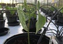 В марсианском грунте получен первый урожай фасоли