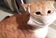 В Британии маски от коронавируса продают с наценкой в 47000%