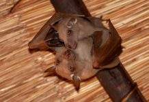 Учёные выяснили, почему летучие мыши переносят вирусы, но не болеют