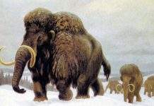 Раскрыта тайна вымирания шерстистых мамонтов