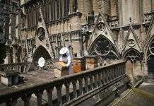 На крыше сгоревшего собора Парижской богоматери выжили пчёлы