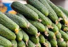 В Украине продолжают дорожать импортные тепличные огурцы