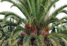 Случилось чудо: из семян, которым 2 тысячи лет, выращены пальмы